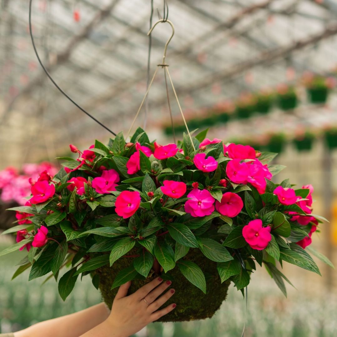 New Guinea Impatiens – Super Sonic Pink – 16″ Moss Hanging Basket